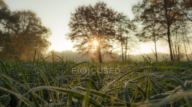 Pintoresca vista de la hierba verde en el prado cerca de los árboles en el día soleado - foto de stock