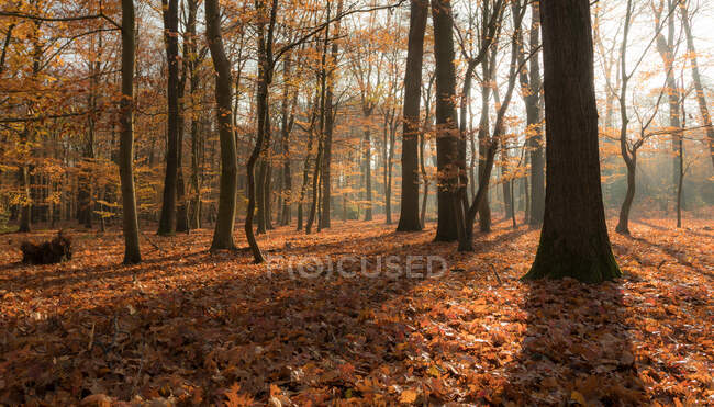 Мальовничий вид на нескінченний ліс в сонячний день — стокове фото