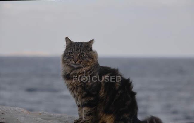 Cute little white cat sitting on seashore at sunny day — Stock Photo
