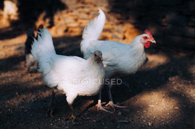 Vista de cerca de un pollo blanco en una granja. - foto de stock