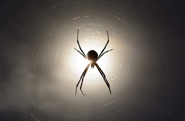 Vista da vicino di bellissimo ragno a casa. — Foto stock