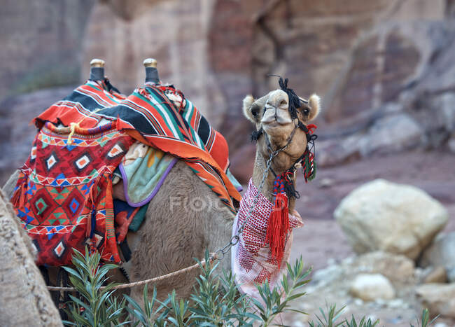 Арабський кінь у пустелі з верблюдом на фоні, марокко — стокове фото