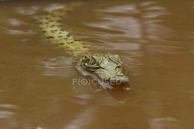 Vista de cocodrilo peligroso nadando en el río - foto de stock