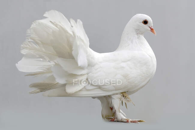 Белый голубь на черном фоне. изолированные. — стоковое фото