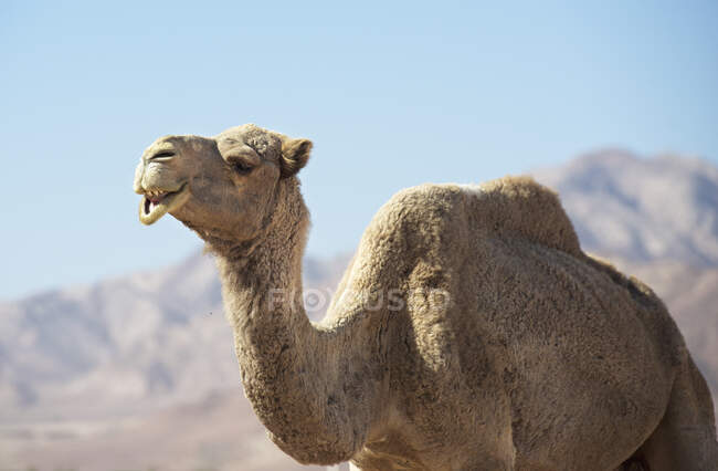 Camel in the desert — Stock Photo