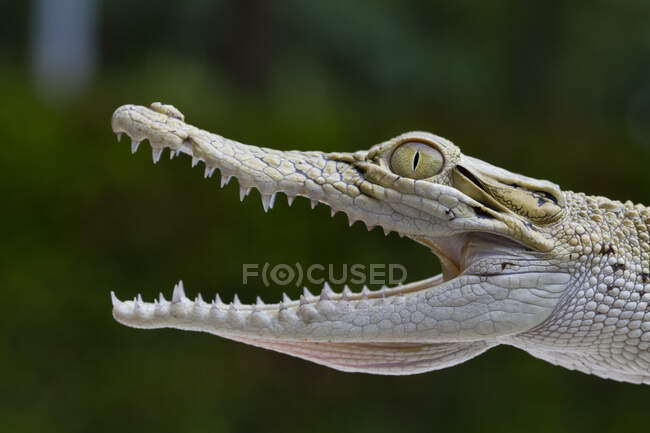 Близкий обзор опасного крокодила на открытом воздухе в солнечный день — стоковое фото