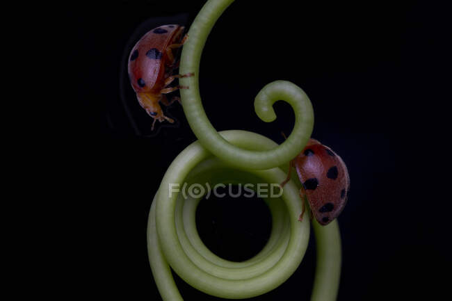 Ladybugs on green plant outdoor, summer concept, close view — Stock Photo