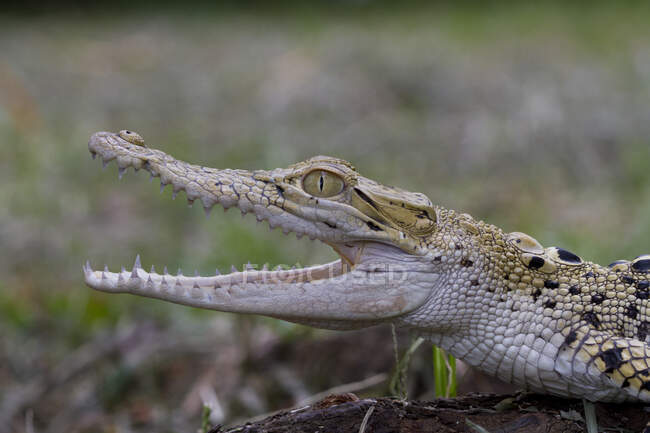 Vue rapprochée de dangereux crocodile en plein air à la journée ensoleillée — Photo de stock