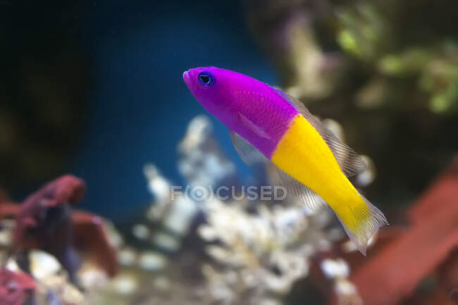 Vista close-up de peixes brilhantes nadando na água — Fotografia de Stock