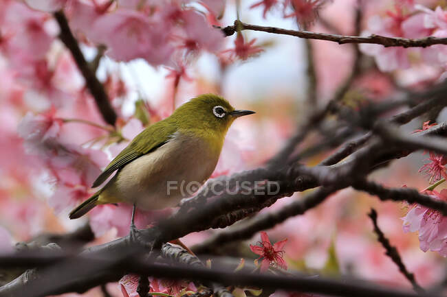 Cute little bird sitting on branch of cherry tree — Stock Photo