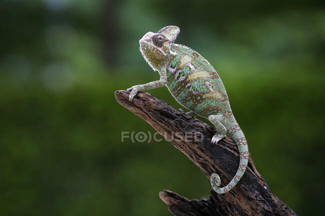 Cute chameleon sitting on tree branch, close view — Stock Photo