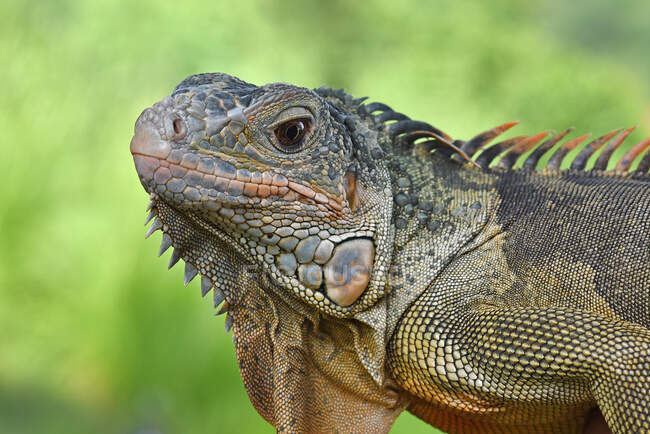 Lindo lagarto sentado sobre fondo natural borroso, vista cercana - foto de stock