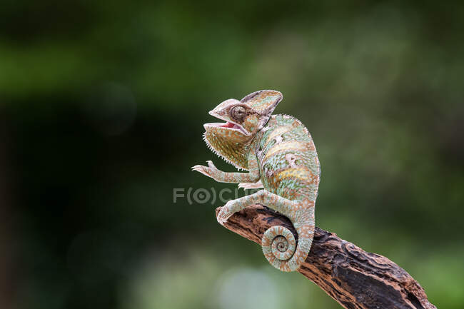 Мила ящірка хамелеона, що сидить на гілці дерева, вид крупним планом — стокове фото