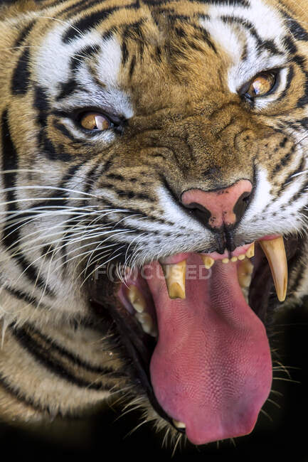 Primo piano ritratto di una tigre con un dente rotto ringhiando, Indonesia — Foto stock