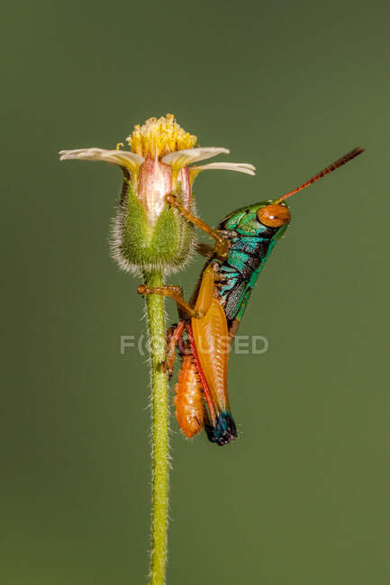 Portrait of a grasshopper on a flower, Indonesia — Stock Photo