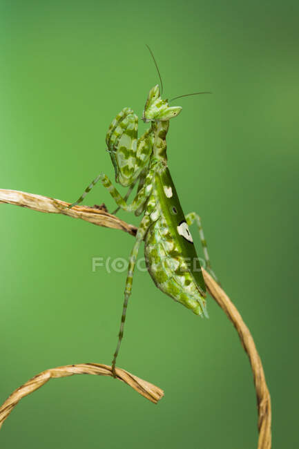 Retrato de Mantis em um galho, Indonésia — Fotografia de Stock