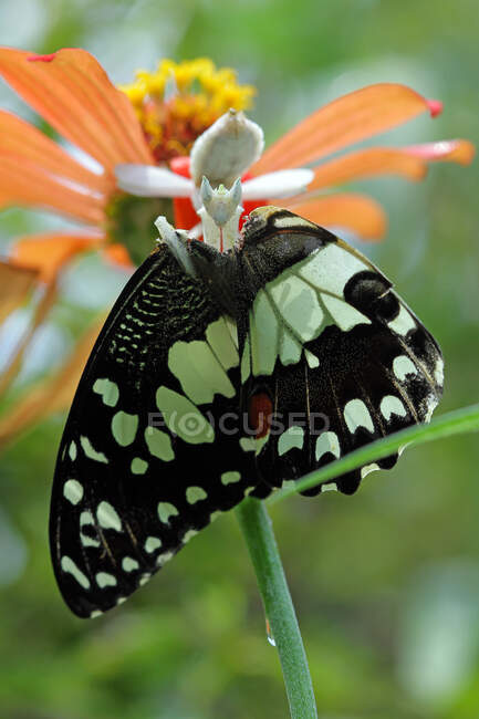 Орхідейний богомол ловить метелика (Індонезія). — стокове фото