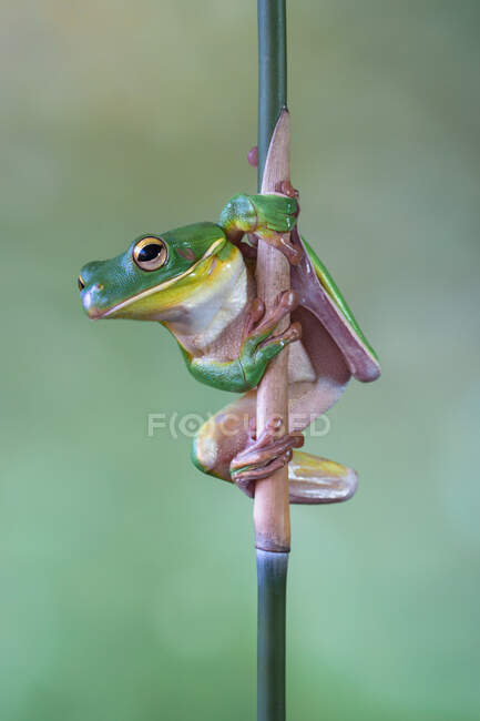 Portrait d'une grenouille à lèvres blanches sur une branche, Indonésie — Photo de stock
