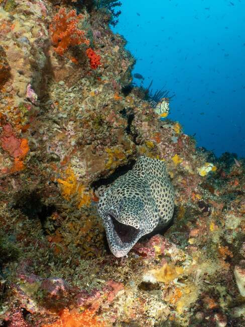 Retrato de uma enguia moray em um recife de coral, Indonésia — Fotografia de Stock