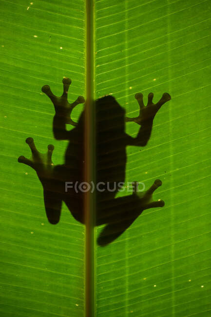 Low angle silhouette of a tree on a banana leaf, Indonesia — Stock Photo