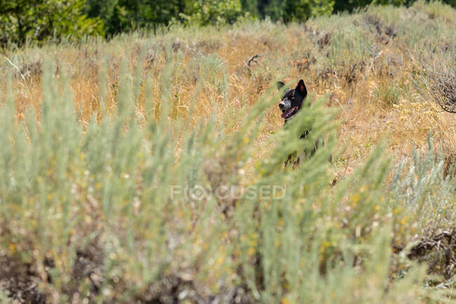 Dog sitting in a sagebrush field, United States — Stock Photo