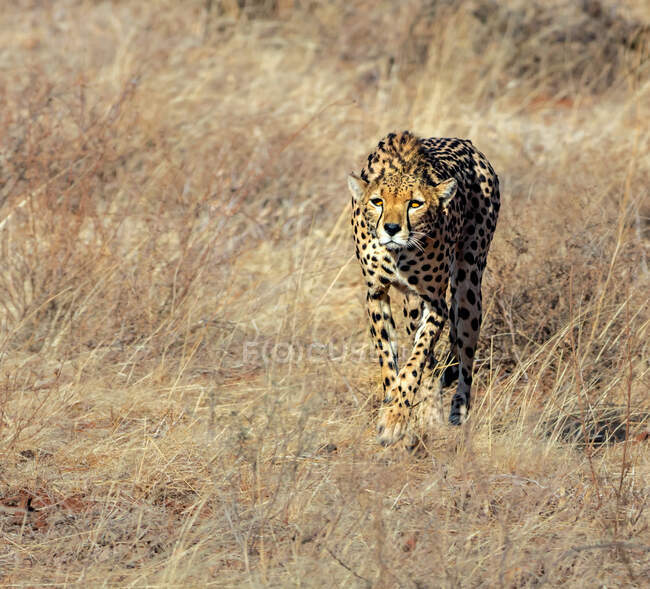 Женщина-гепард преследует свою добычу, Кения — стоковое фото