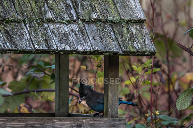 Blue jay appollaiato su una mangiatoia per uccelli, Canada — Foto stock