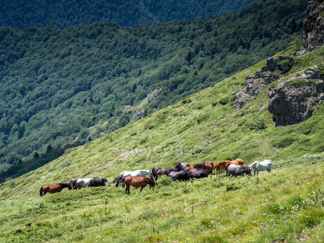 Herde von Wildpferden in den Bergen, Bulgarien — Stockfoto