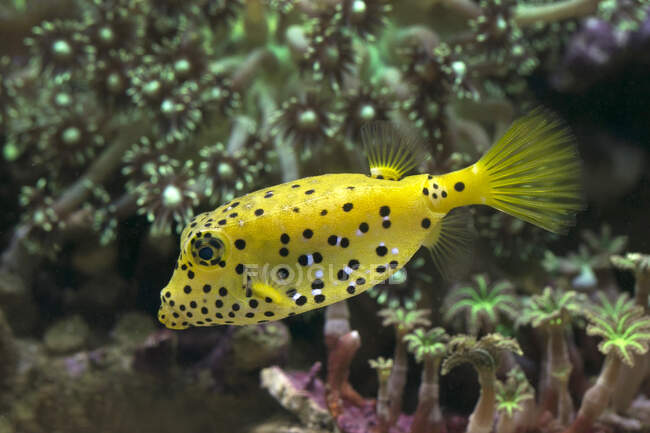 Pufferfish swimming underwater, Indonesia — Stock Photo