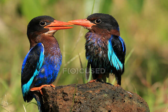 Two kingfisher birds looking at each other, Indonesia — Stock Photo