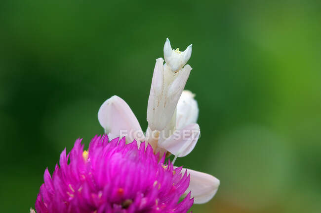 Orchid mantis on the flower, Indonesia — стокове фото