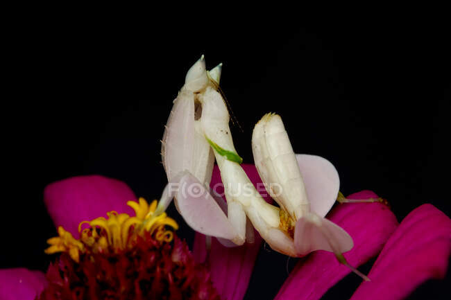 Mante d'orchidée sur une fleur, Indonésie — Photo de stock