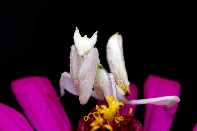 Orchidea mantide su un fiore, Indonesia — Foto stock