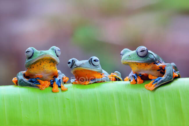 Three Javan tree frogs on a leaf, Indonesia — Stock Photo