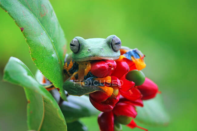 Яванська деревна жаба на квітці (Індонезія). — стокове фото