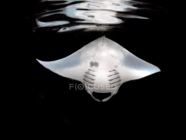 Underwater shot of a manta ray in ocean, Maldives — Stock Photo