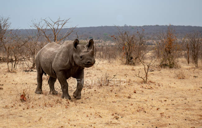 Giovane rinoceronte bianco femmina che cammina nel cespuglio, Zimbabwe — Foto stock