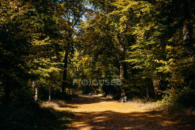 Fußweg durch einen Herbstwald, Berlin, Deutschland — Stockfoto