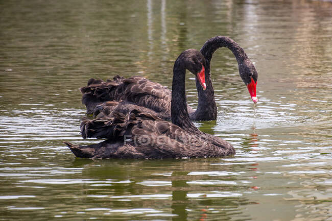 Portrait of two Black Swans swimming in a lake, Indonesia — Stock Photo