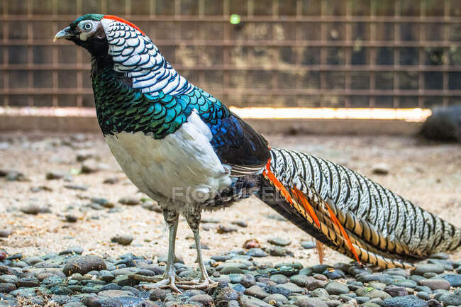 Portrait of Lady Amherst's Pheasant, Indonesia — Stock Photo