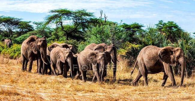 Стадо слонов идет через кусты, Кения — стоковое фото