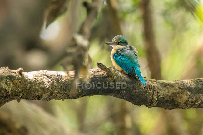 Retrato de Kingfisher pássaro em um ramo, Indonésia — Fotografia de Stock