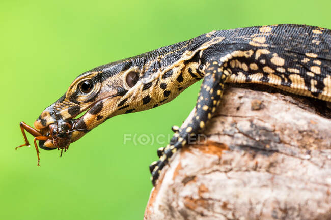 Close-up de um lagarto monitor comendo um inseto, Indonésia — Fotografia de Stock