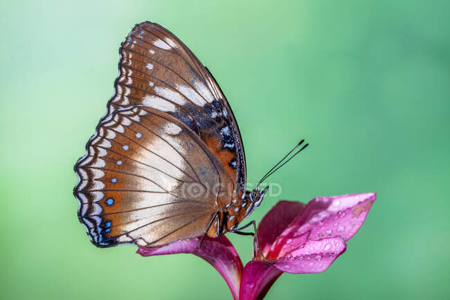 Портрет метелика на квітці (Індонезія) — стокове фото