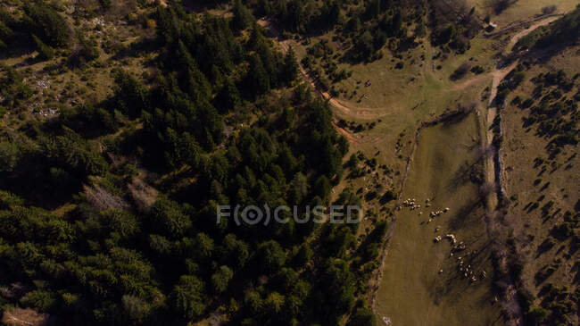 Vista aérea de un rebaño de ovejas en un campo alpino, Bosnia y Herzegovina - foto de stock