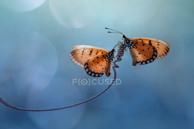 Dos mariposas en un tendón espiral en una planta, Indonesia - foto de stock