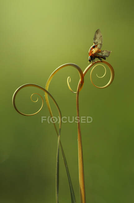 Nahaufnahme eines Marienkäfers an einer Pflanze, die kurz vor dem Start steht, Indonesien — Stockfoto