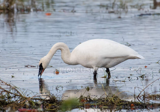 Trumpeter Swan debout dans une rivière en train de se nourrir, Canada — Photo de stock