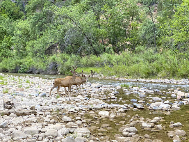 Dos ciervos macho de pie junto a un río, Parque Nacional Zion, Utah, EE.UU. - foto de stock