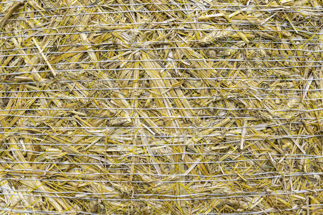 Close-up of hay bales wrapped in metal string — Stock Photo